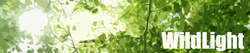 wildlight-banner